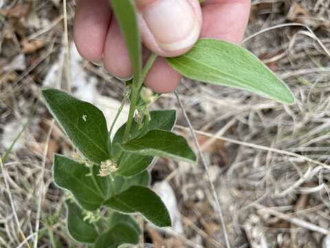 Image of Hill Country silverbush