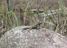 Image of Peters' Lava Lizard