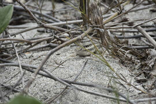 Image of Knobbed Pacific Iguana