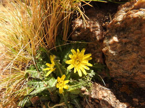 Image of Hypochaeris meyeniana (Walp.) Griseb.