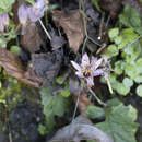 Image de Tricyrtis formosana var. glandosa (T. Shimizu) T. S. Liu & S. S. Ying