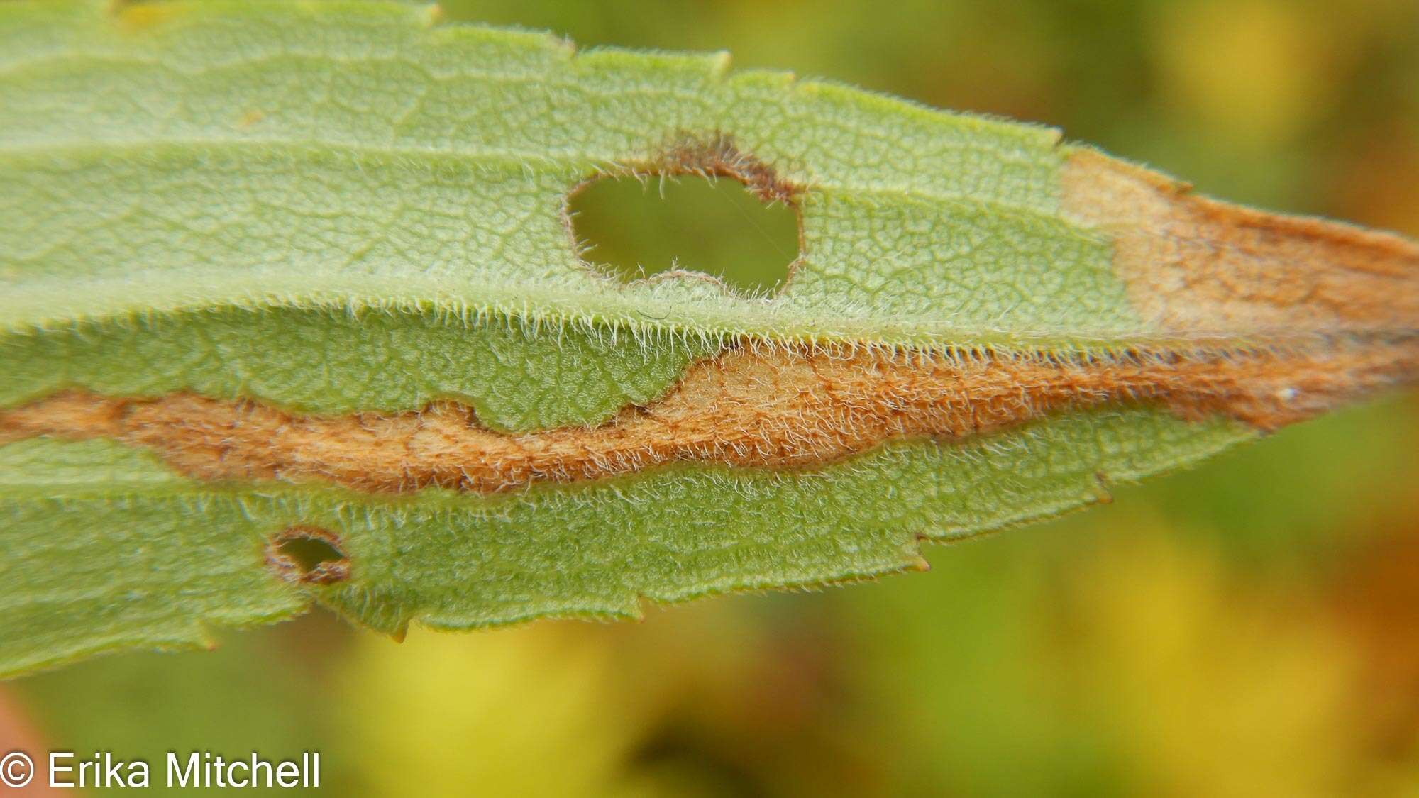 Image of Scrobipalpula sacculicola Braun 1925