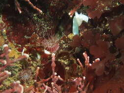 Image of sandy anemone