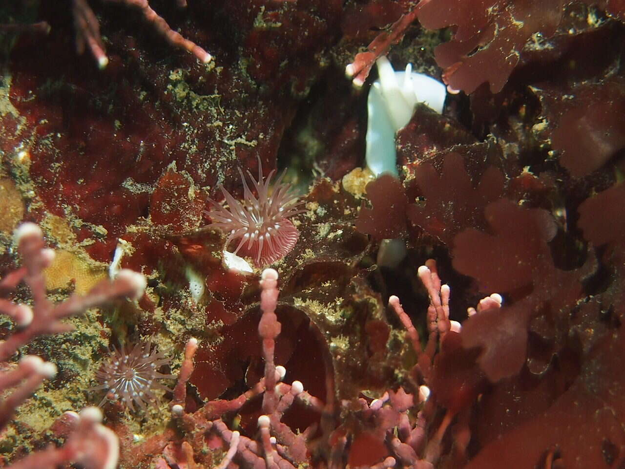 Image of sandy anemone