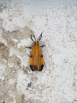 Image of Lichen moth