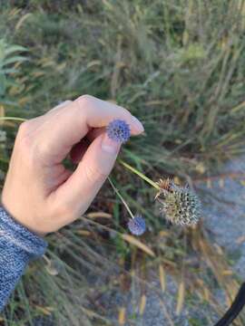 Image of Eryngium sanguisorba Cham. & Schltdl.