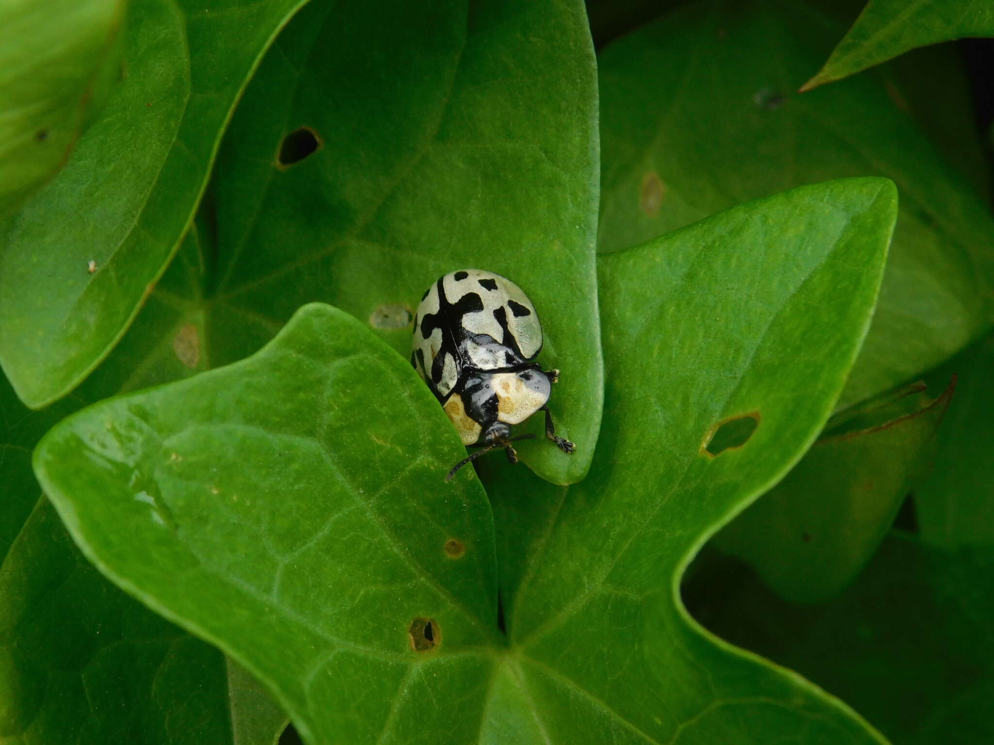 Image of Zatrephina sexlunata (Klug 1829)