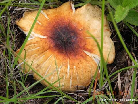 Image of Termitomyces umkowaan (Cooke & Massee) D. A. Reid 1975