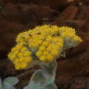 Image de Helichrysum homilochrysum S. Moore