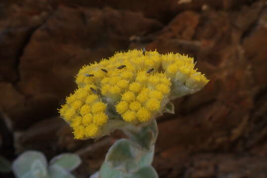 Helichrysum homilochrysum S. Moore resmi