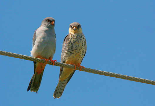 Image of Amur Falcon