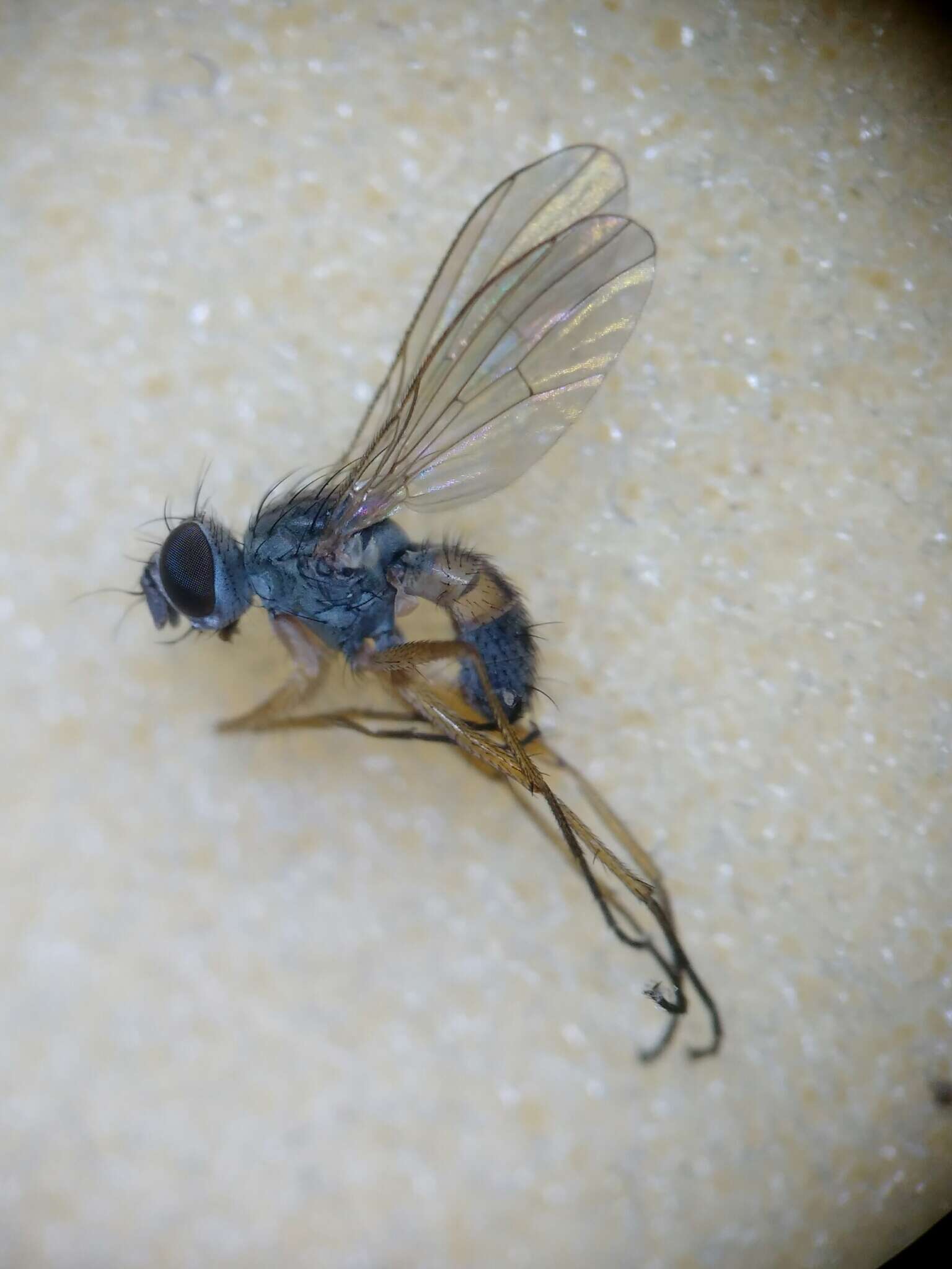 Image of Coenosia testacea (Robineau-Desvoidy 1830)