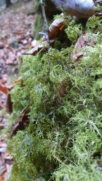 Image of hylocomium feather moss