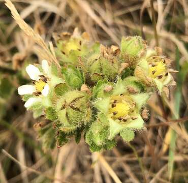 Слика од Horkelia californica subsp. californica