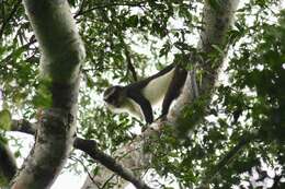 Plancia ëd Cercopithecus denti Thomas 1907