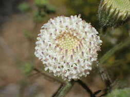 Sivun Chaenactis artemisiifolia (Harvey & A. Gray) A. Gray kuva