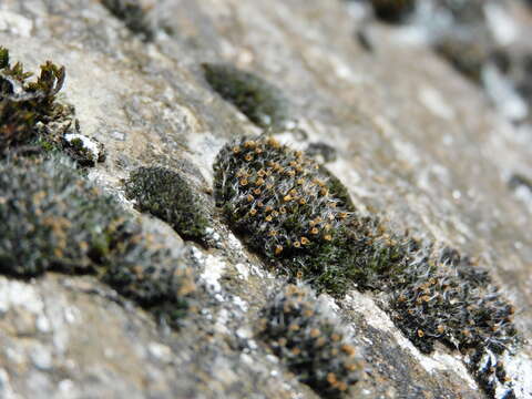 Image of coscinodon moss