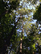 Image of bigtooth aspen