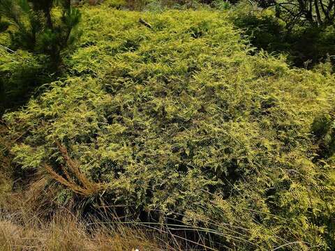 Image of Gleichenia polypodioides (L.) Sm.