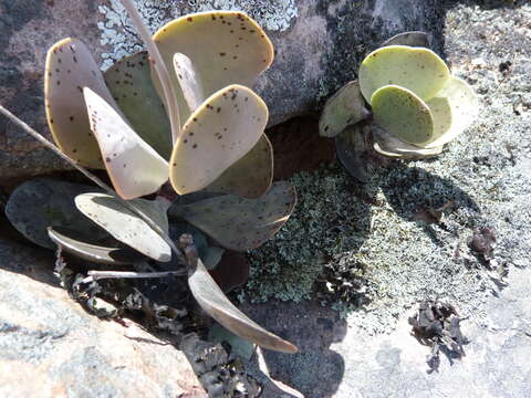 Image of Adromischus hemisphaericus (L.) Lem.