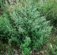 Image of Russian pigweed