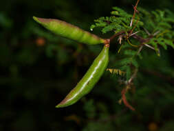 Слика од Vachellia farnesiana var. pinetorum (F. J. Herm.) Seigler & Ebinger