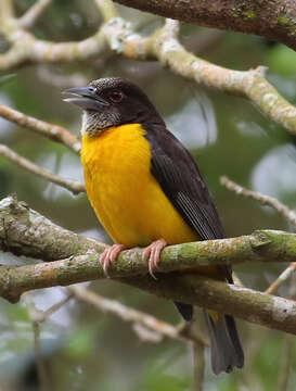 Image of Ploceus bicolor stictifrons (Fischer, GA & Reichenow 1885)