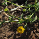 Sivun Pulicaria arabica (L.) Cass. kuva