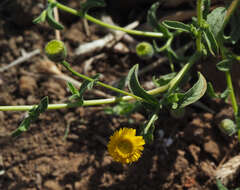 Imagem de Pulicaria arabica (L.) Cass.