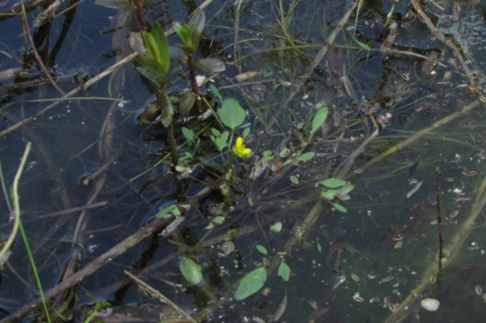 Image of Ranunculus polyphyllus W. & K. ex Willd.