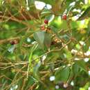 Syzygium hancei Merr. & L. M. Perry的圖片