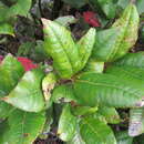 Sivun <i>Weinmannia balbisiana</i> kuva