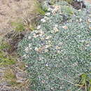 Image de Helichrysum pagophilum M. D. Henderson