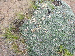 Image of Helichrysum pagophilum M. D. Henderson