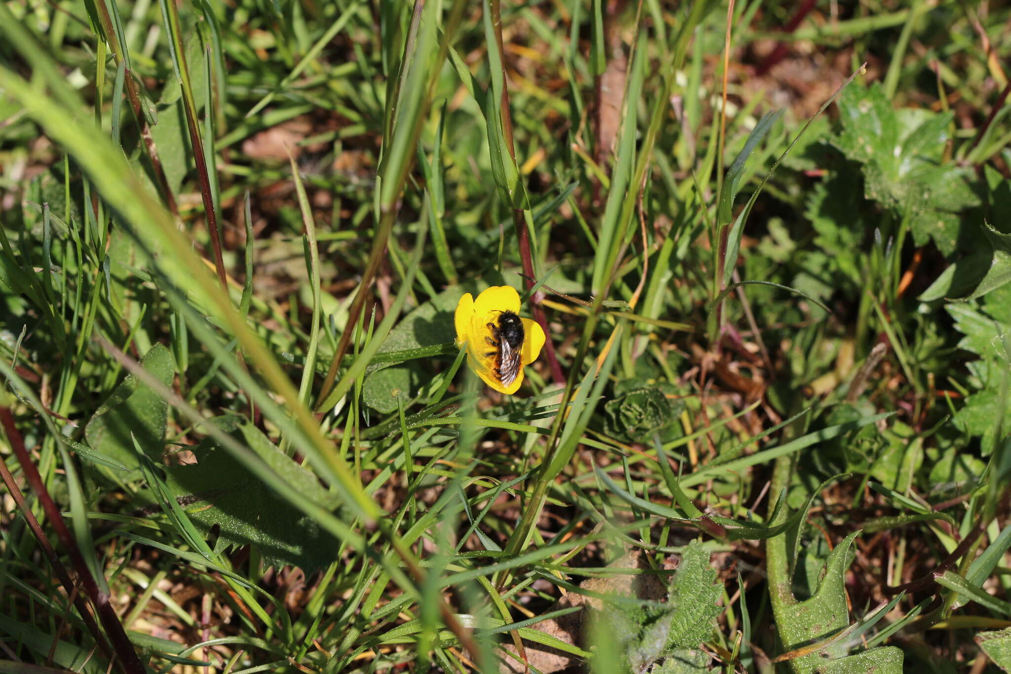 Image of Osmia bicolor (Schrank 1781)