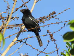 Image of Cuban Bullfinch