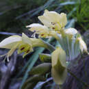 Image of Gladiolus buckerveldii (L. Bolus) Goldblatt