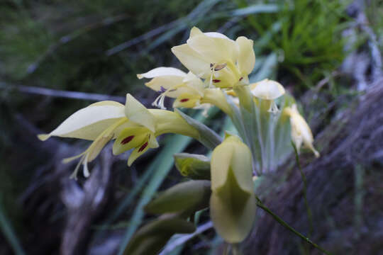 Слика од Gladiolus buckerveldii (L. Bolus) Goldblatt