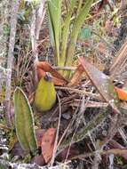 Image of Cyrtochilum auropurpureum (Rchb. fil.) Dalström