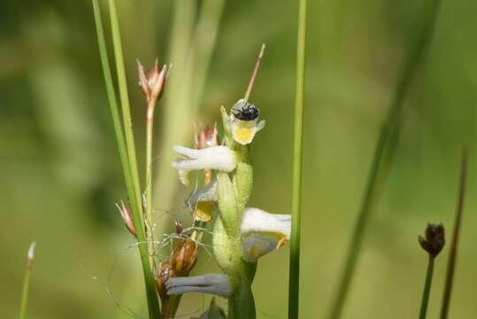 Image of Shining Ladies'-Tresses