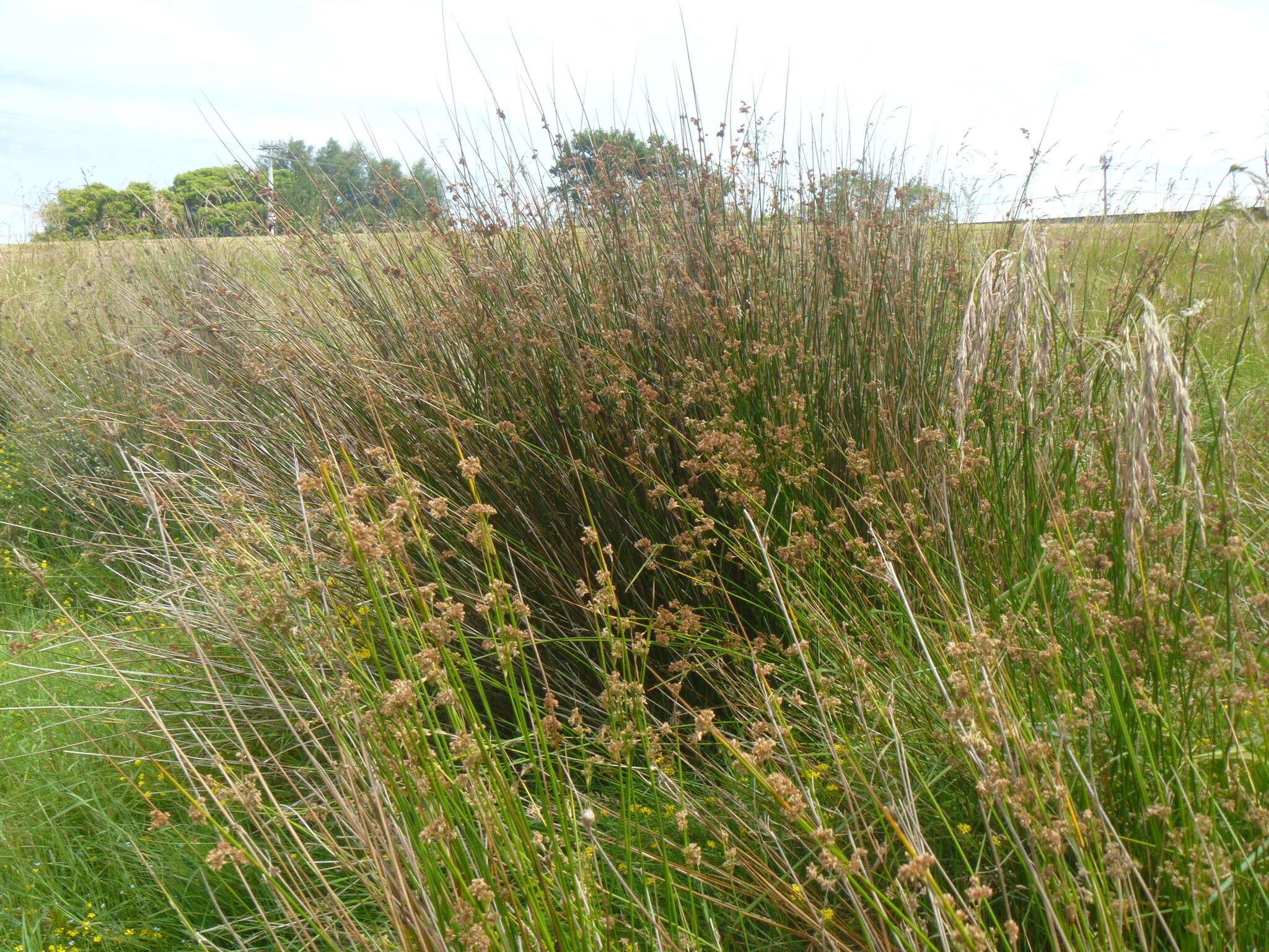 Image of Juncus edgariae L. A. S. Johnson & K. L. Wilson