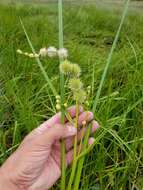 Image of Branched Burr-Reed