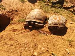 Image of desert tortoise