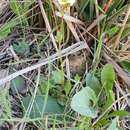 Imagem de Saxifraga carpetana Boiss. & Reuter