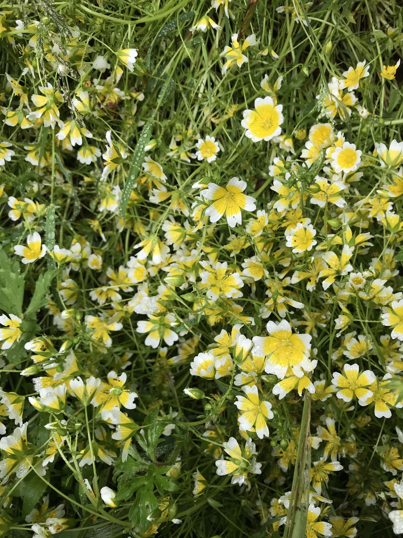 Image of Douglas' Meadowfoam