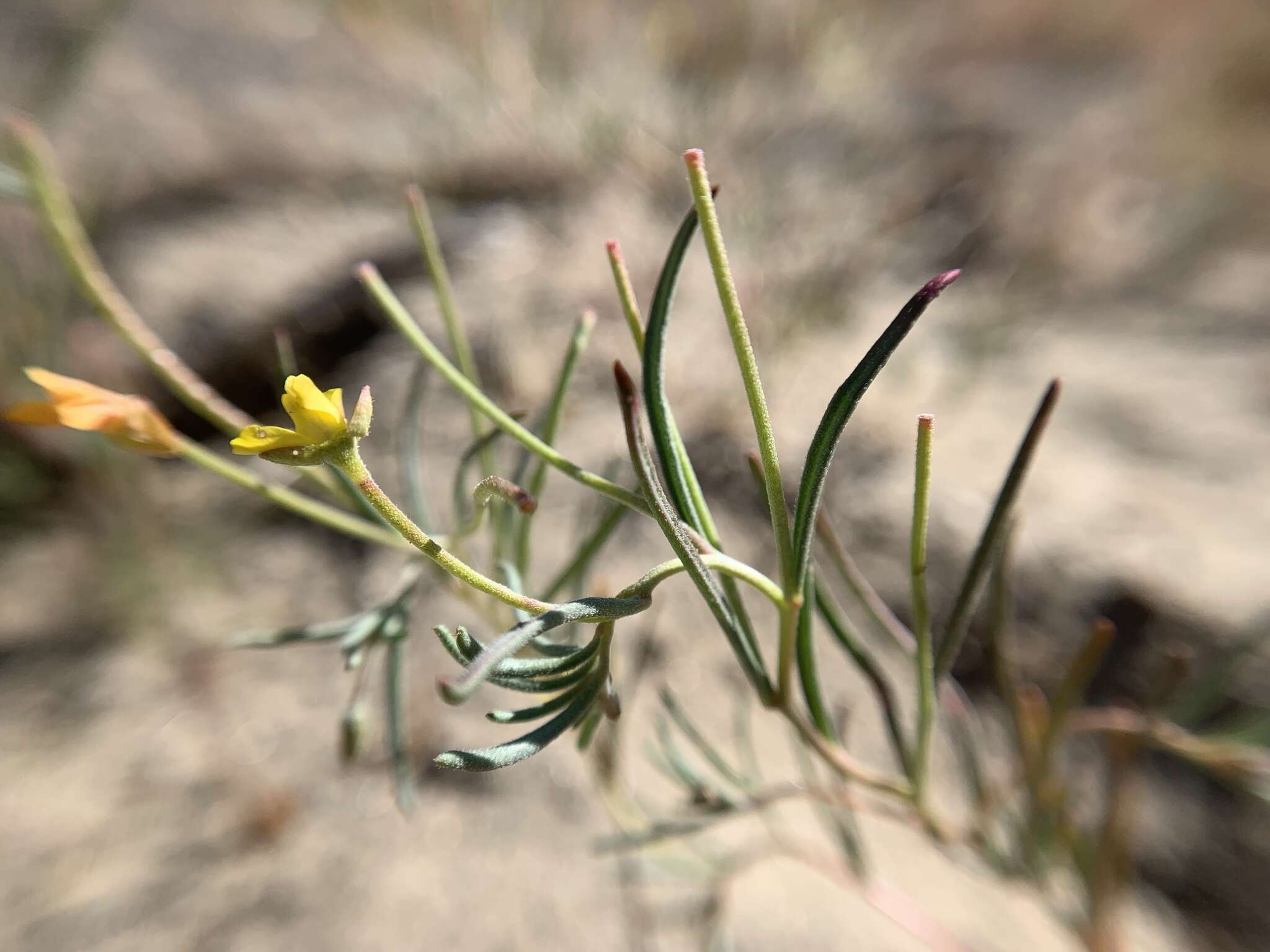 Image of Kern River evening primrose