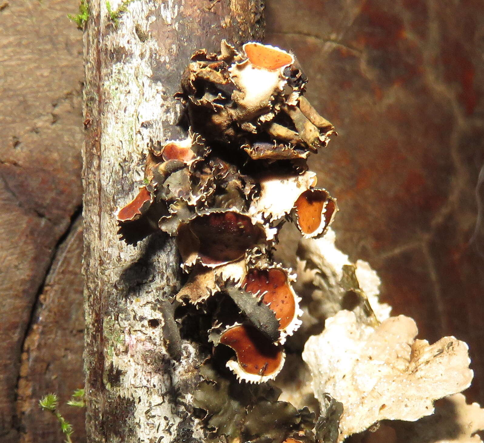 Image of Swiss kidney lichen