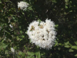 Image of Ageratina brevipes (DC.) R. King & H. Rob.