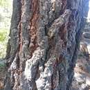 Sivun Pinus leiophylla var. leiophylla kuva