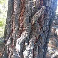 Image of Pinus leiophylla var. leiophylla